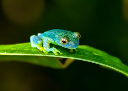 Granular Glass Frog 2 - Costa Rica