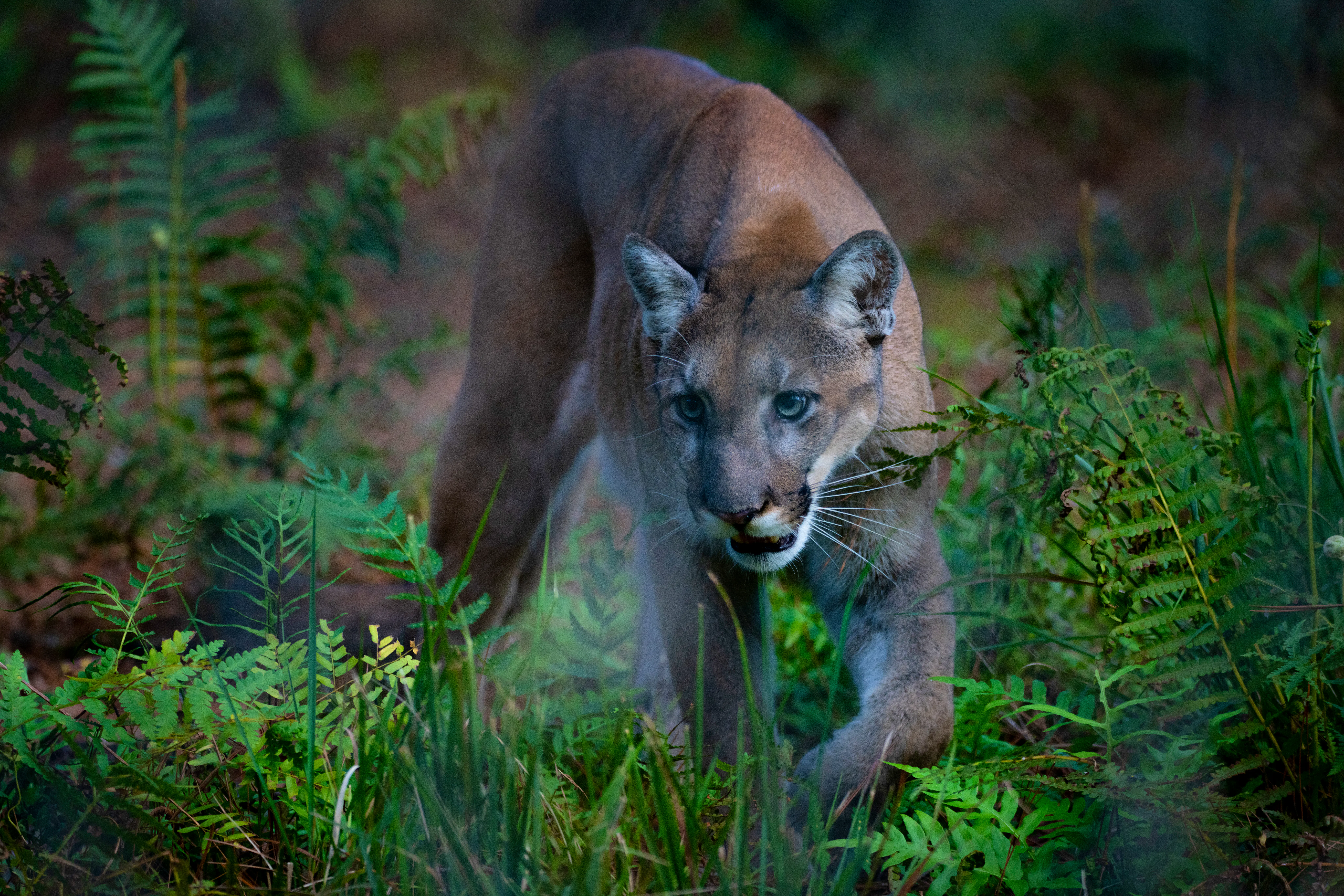  Captive Florida Panther - Florida