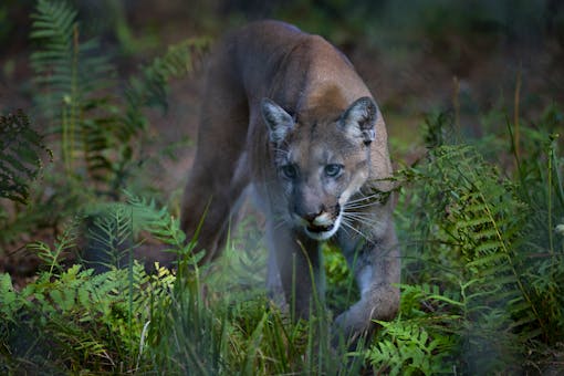  Captive Florida Panther - Florida