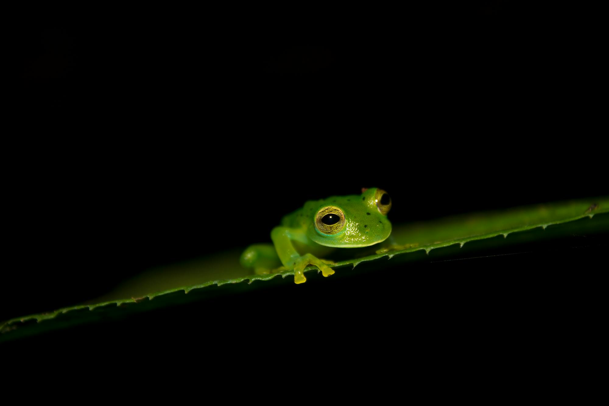 Emerald Glass Frog - Panama