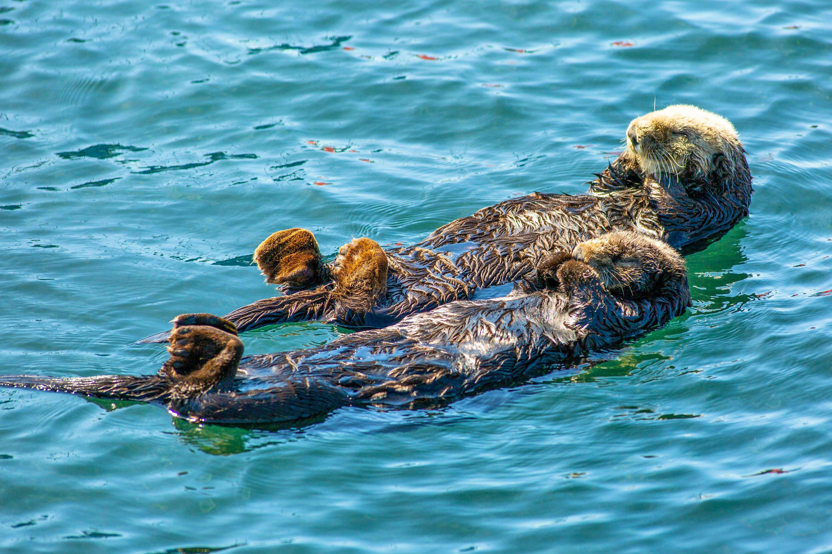 Sea otter duo