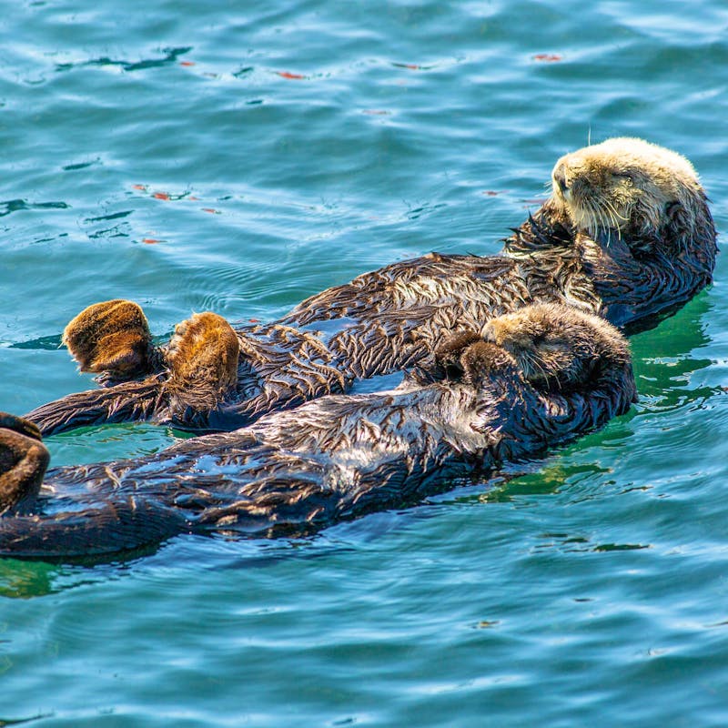 Sea otter duo