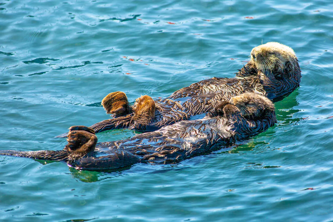 Sea otter duo