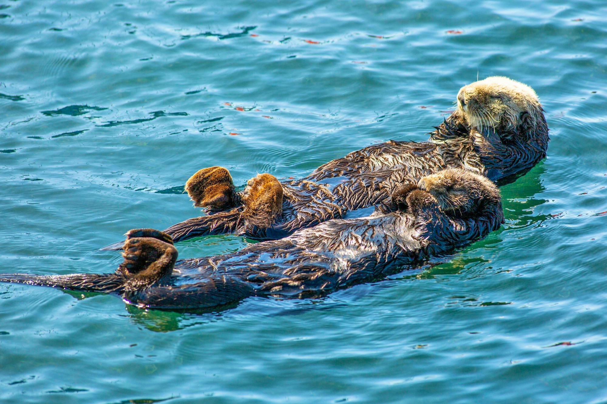 Sea otter duo