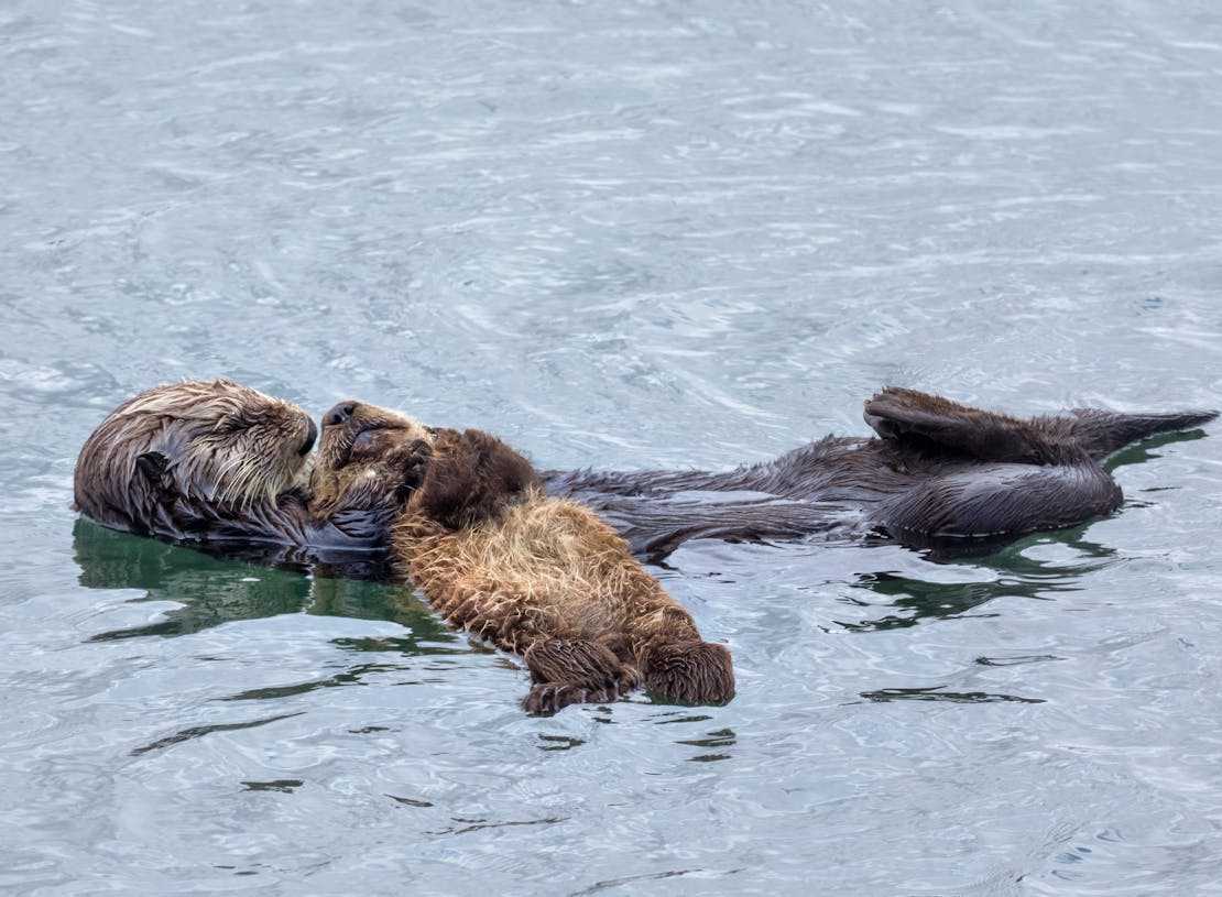 Sea otter mother and pup