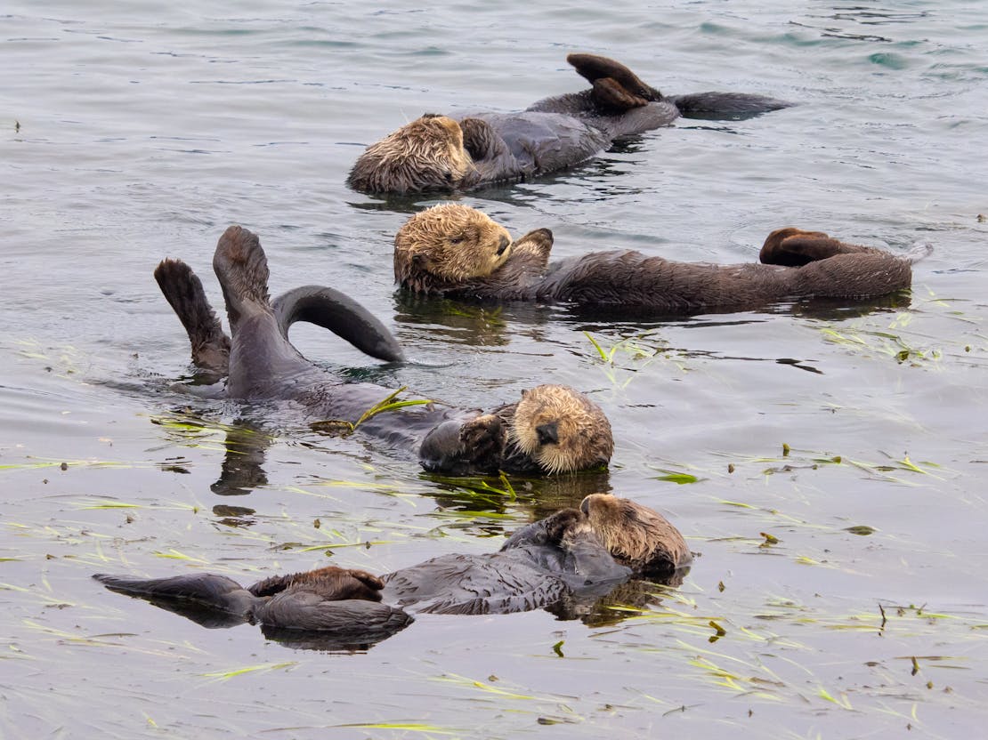 Sea otter raft of four