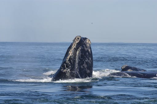 North Atlantic Right Whale 