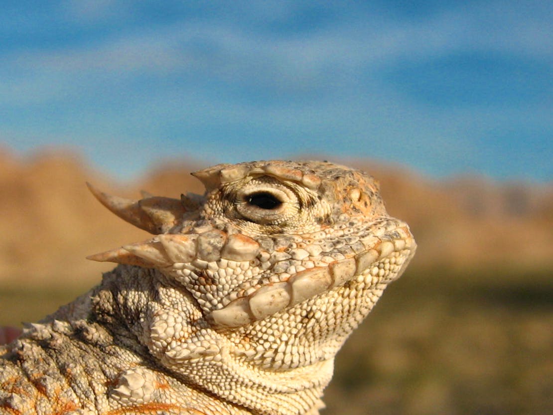 Desert Horned Lizard - Joshua Tree National Park