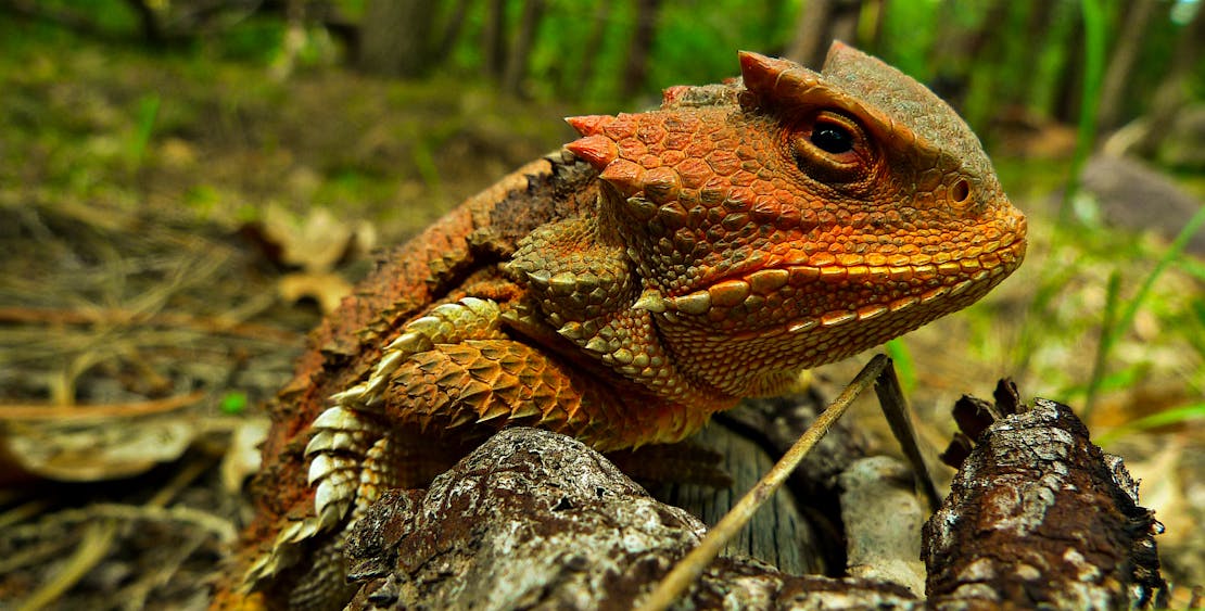 Greater Short Horned Lizard - Tonto National Forest - Arizona