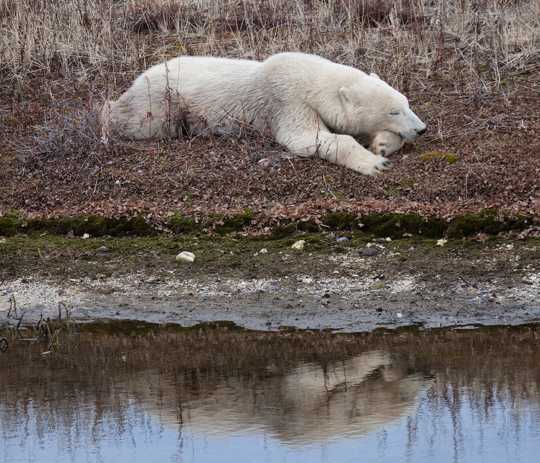 Sleepy Polar Bear - Churchill - Manitoba - Canada