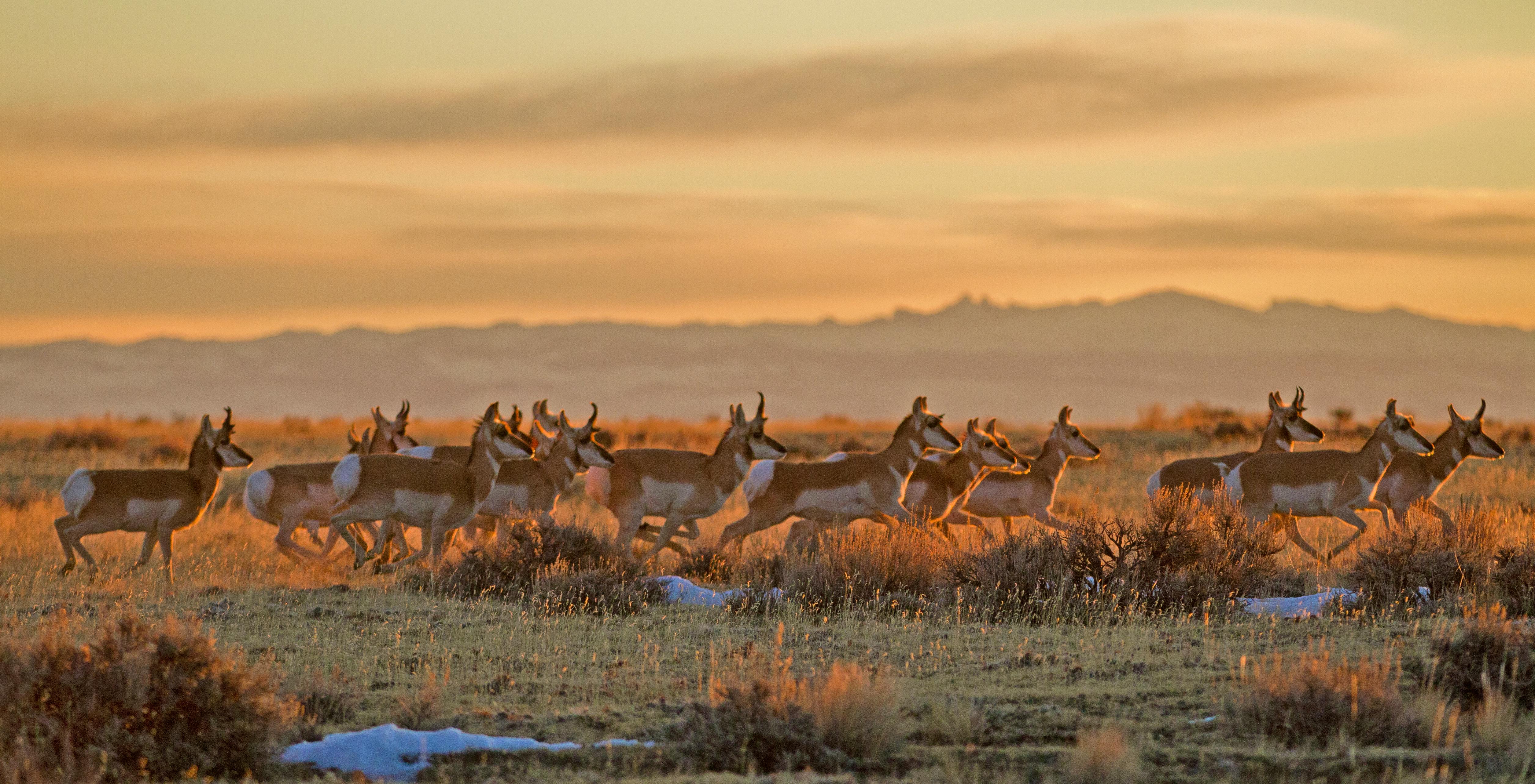 Pronghorn Herd - Cody - Wyoming