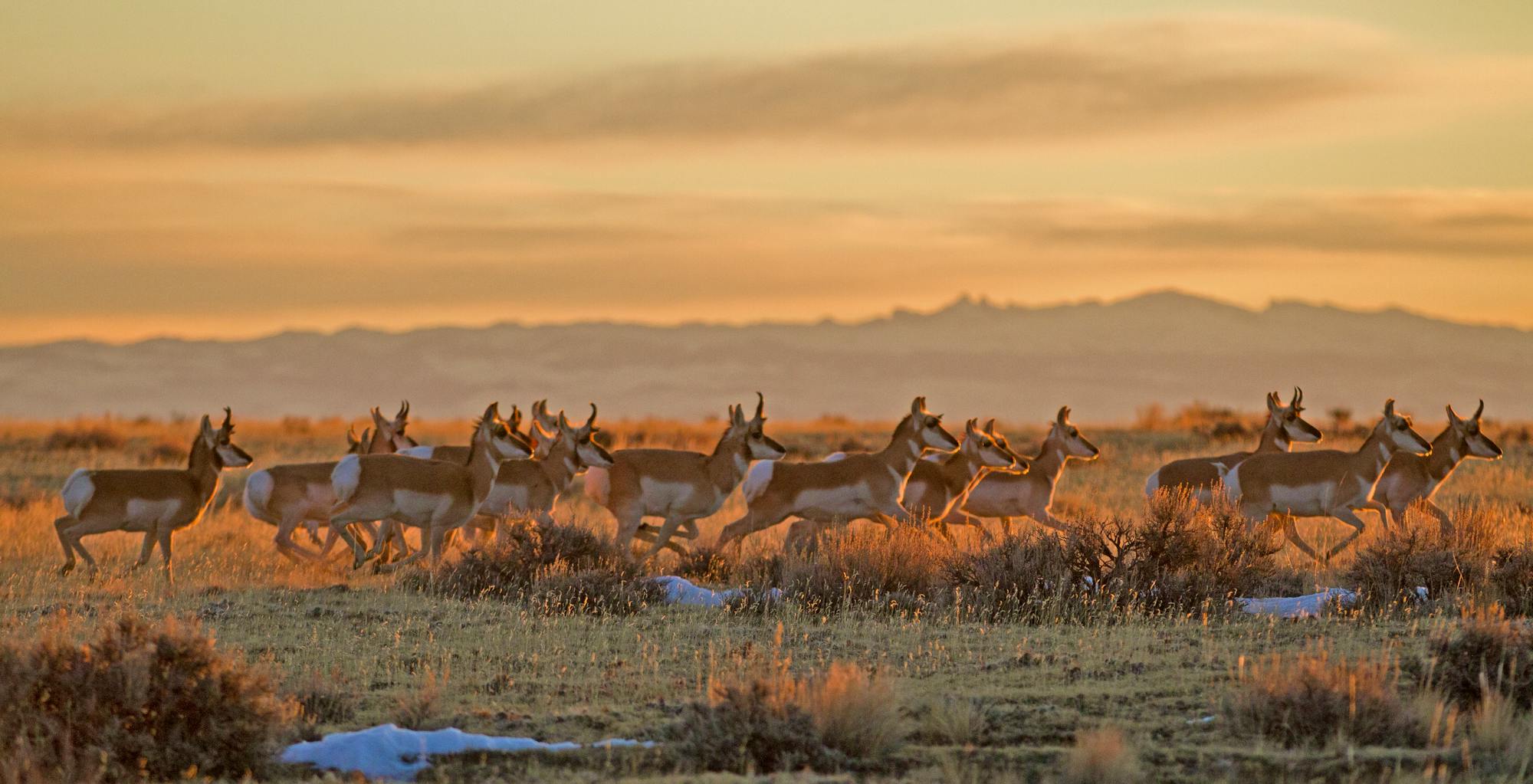 Pronghorn Herd - Cody - Wyoming