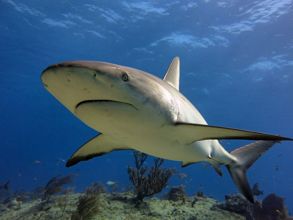 Caribbean Reef Shark Swimming over Ocean Floor - Bahamas