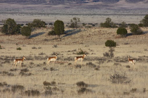 Grazing Pronghorn - Perch Springs - Arizona