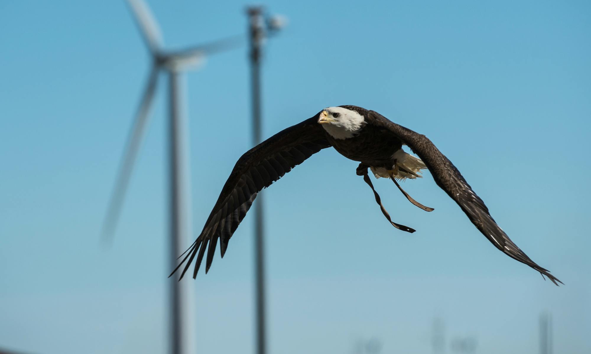 National Wind Technology Center Eagle Research