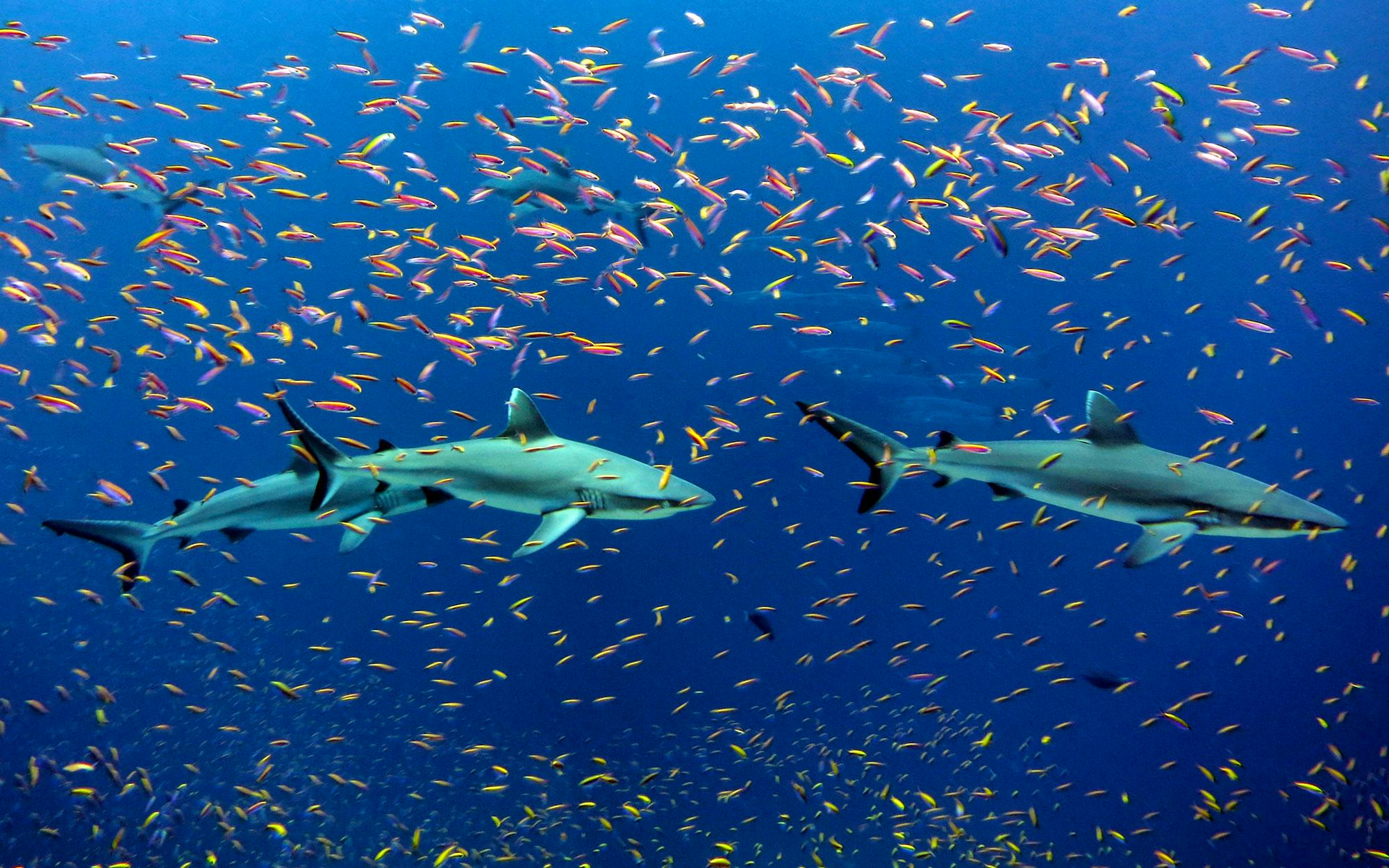 Grey Reef Sharks