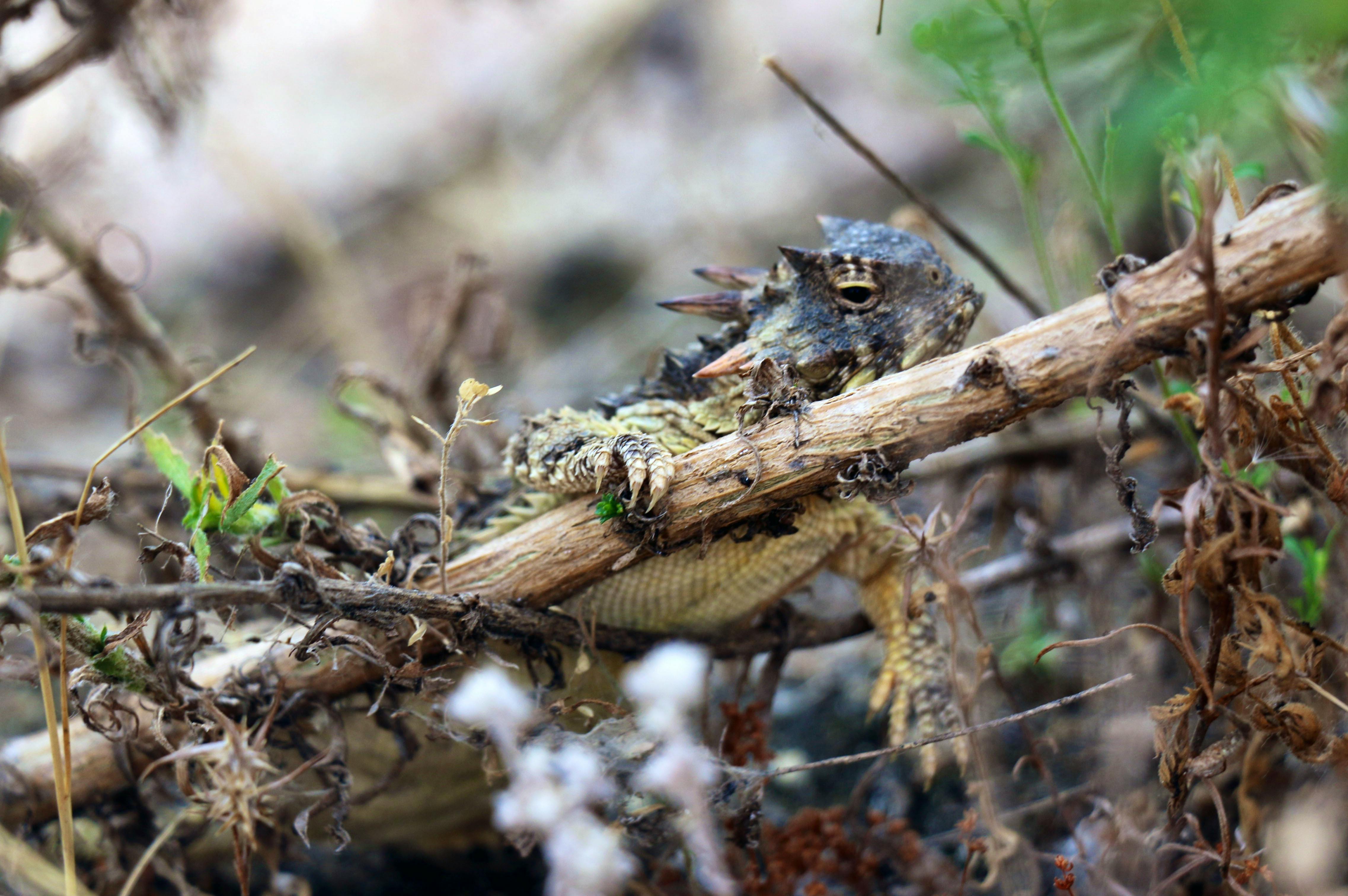 Coast Horned Lizard in a tree - Pacific Southwest