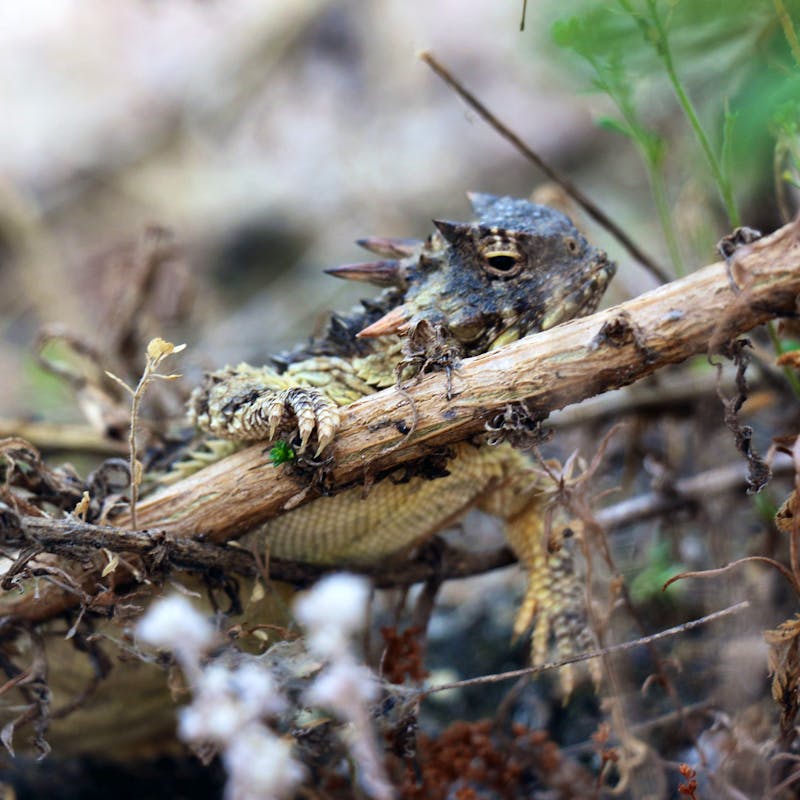 Coast Horned Lizard in a tree - Pacific Southwest