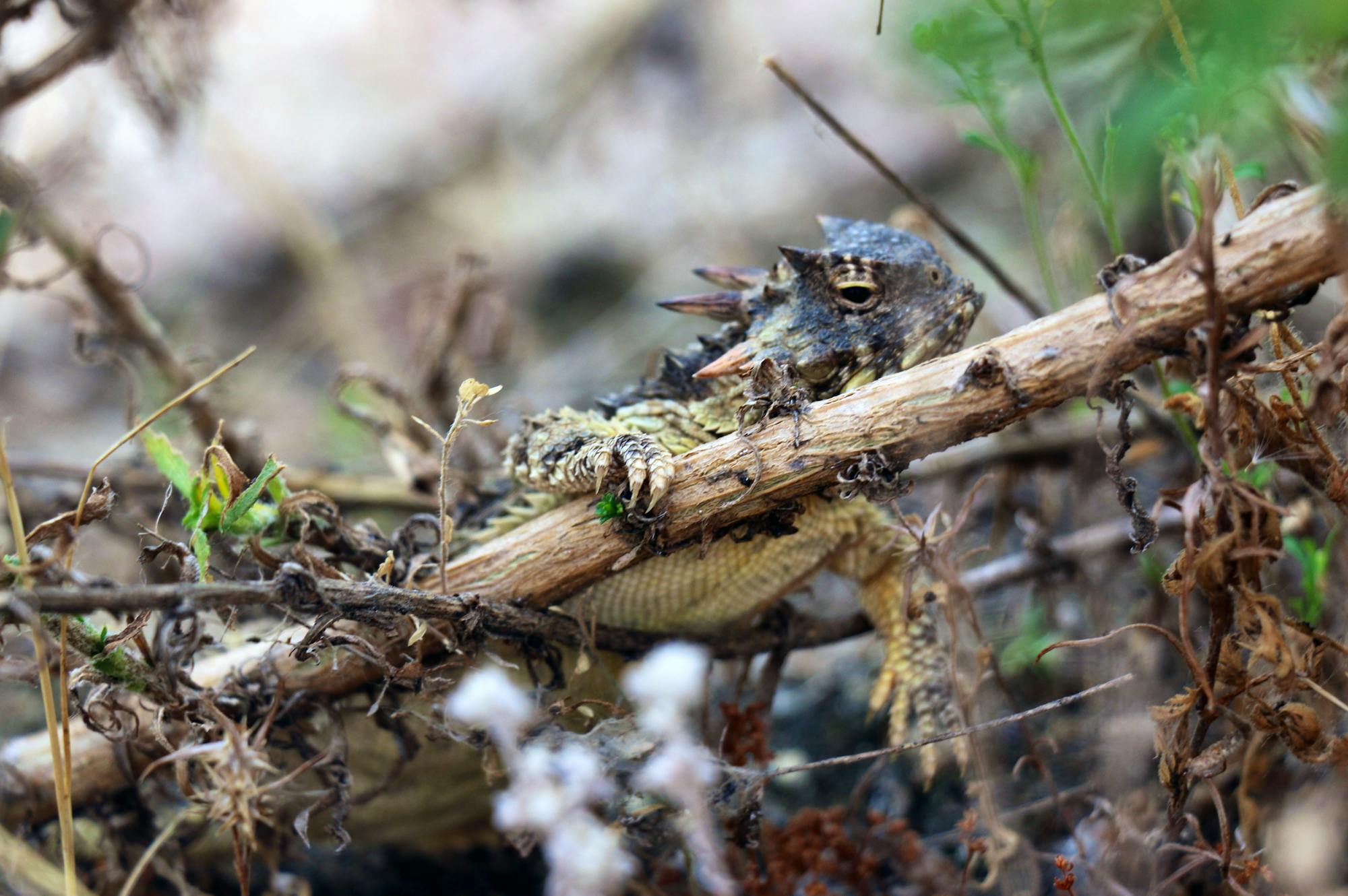 Coast Horned Lizard in a tree - Pacific Southwest