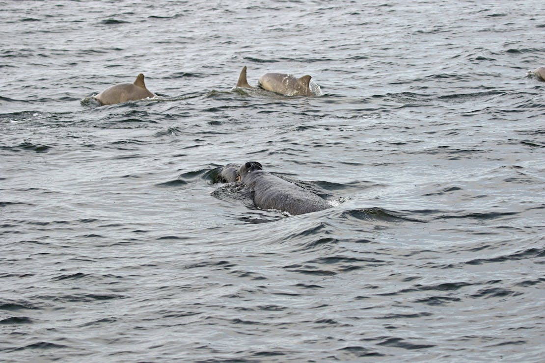 Right Whale Calf Swimming with Dolphins