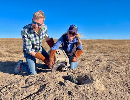 Defenders Rockies and Plains Director Jonathan Proctor and Chamois Andersen release a female black-footed ferret on SPLT.