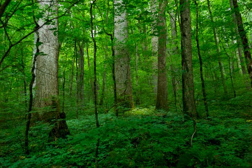 Joyce Kilmer Memorial Park old-growth forest