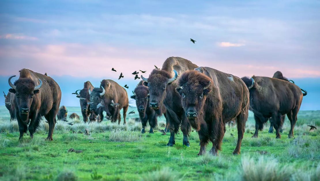 SPLT bison herd of Yellowstone genetics