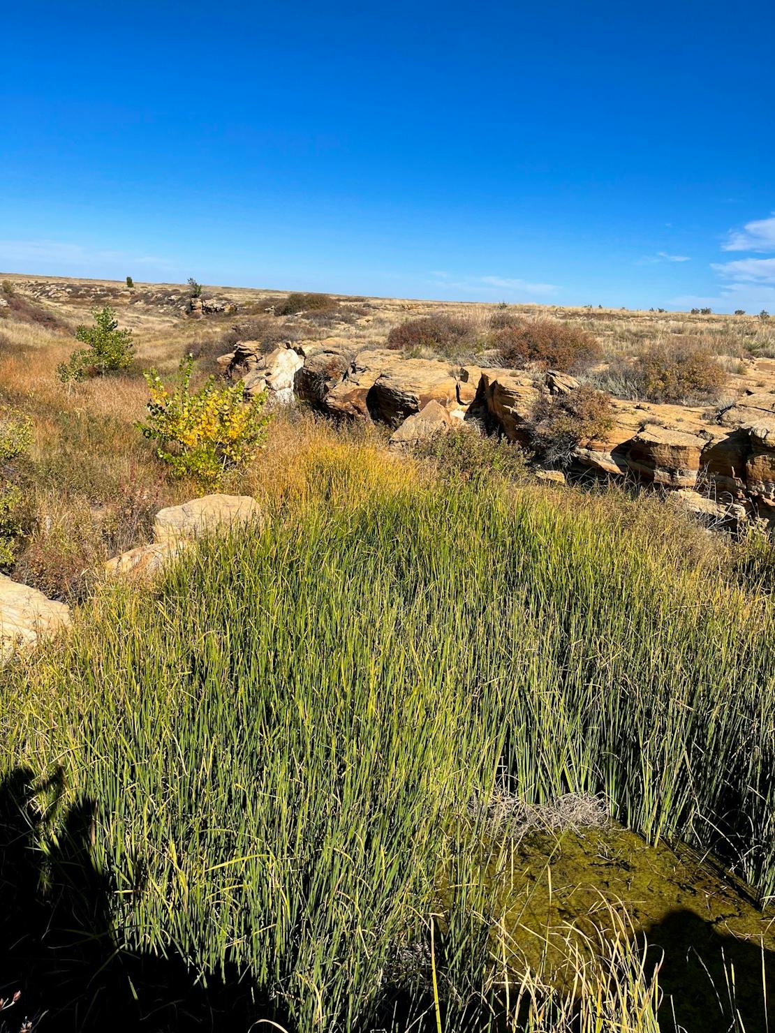 SPLT aquatic habitat