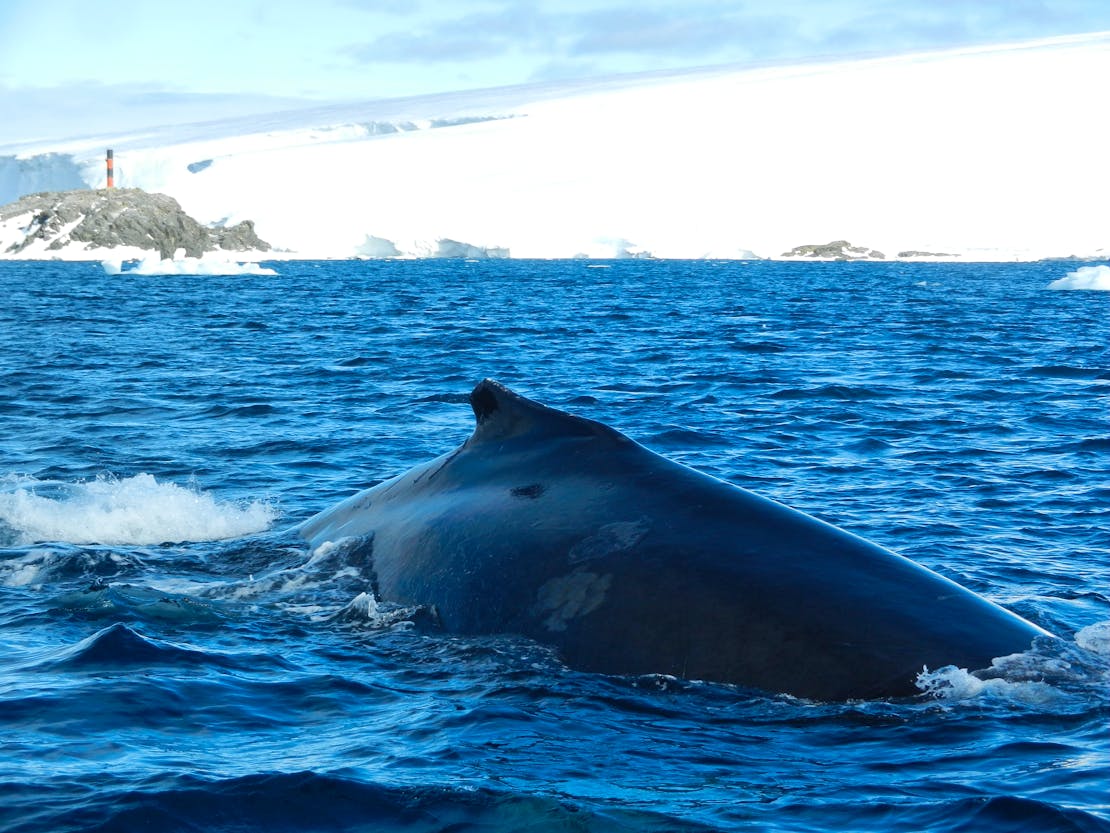 Humpback side