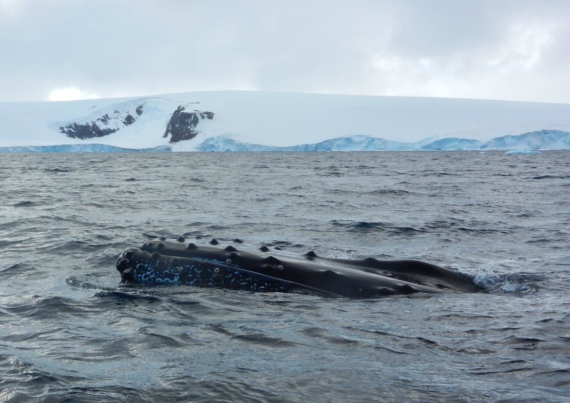 Humpback whale