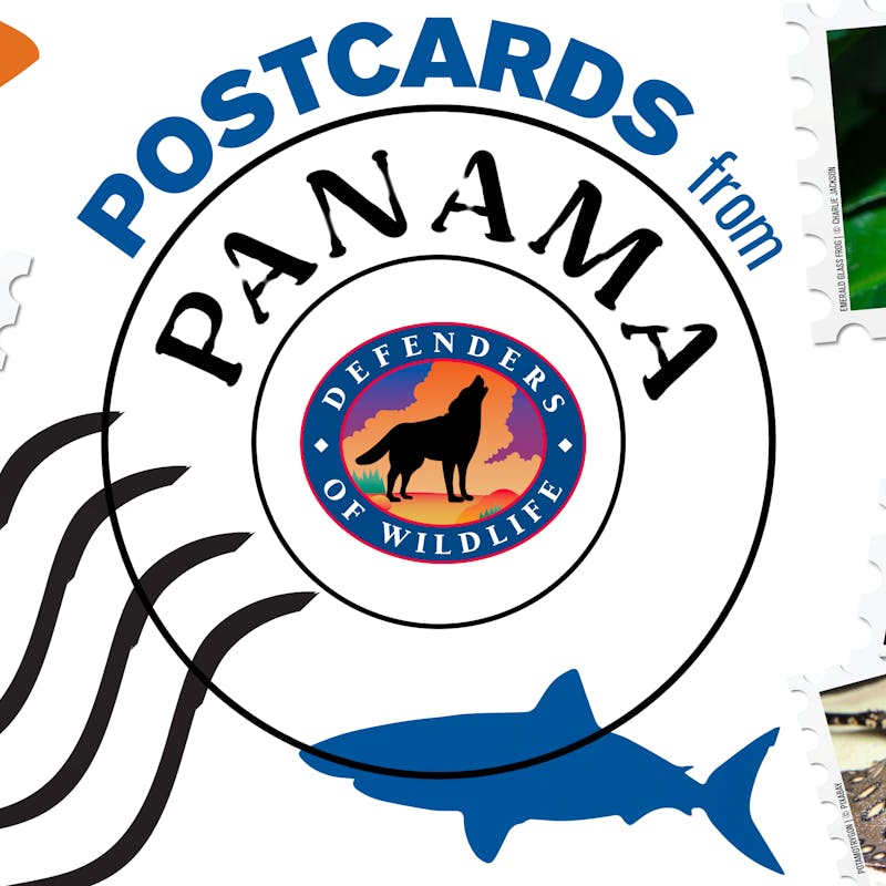 Postcards from Panama