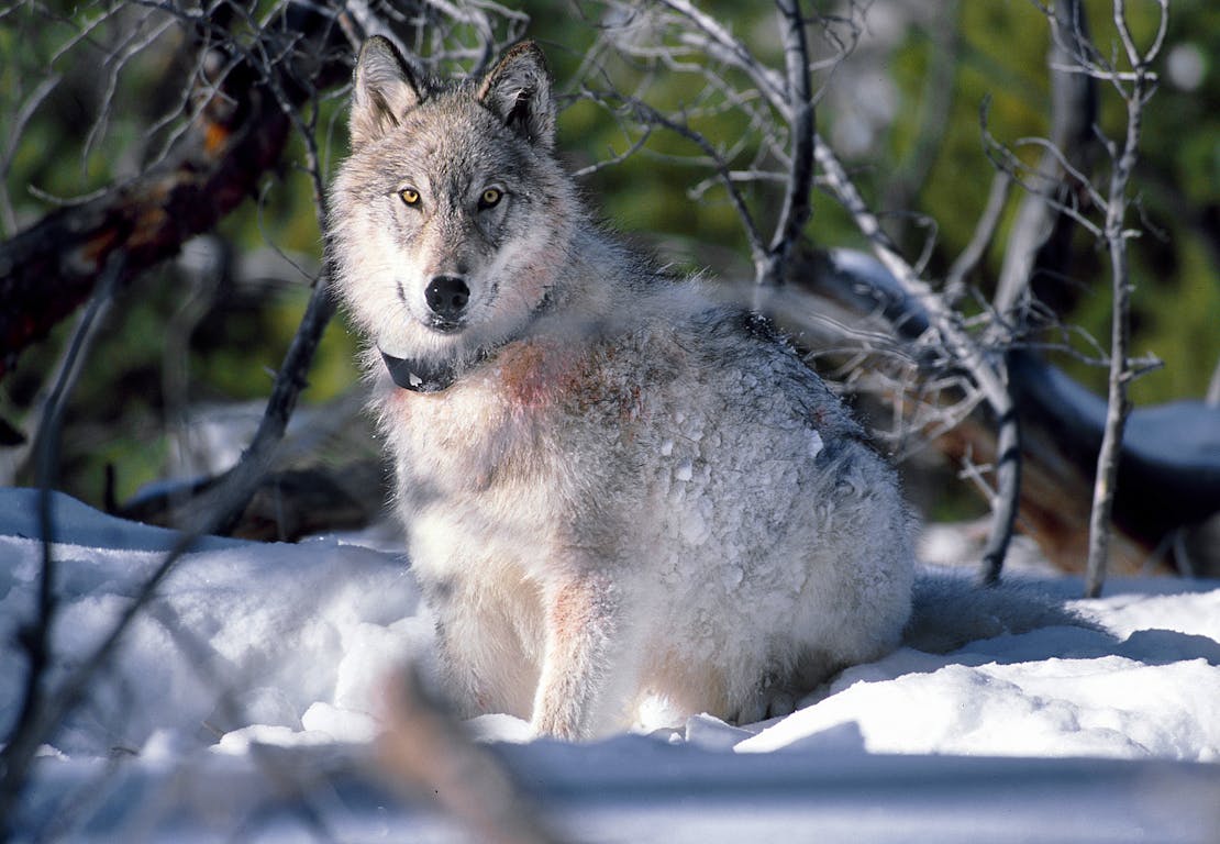 Collared Gray Wolf - Yellowstone National Park - Wyoming