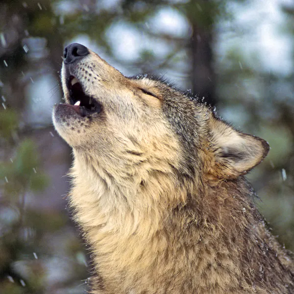Gray Wolf Howling in Snow - Montana