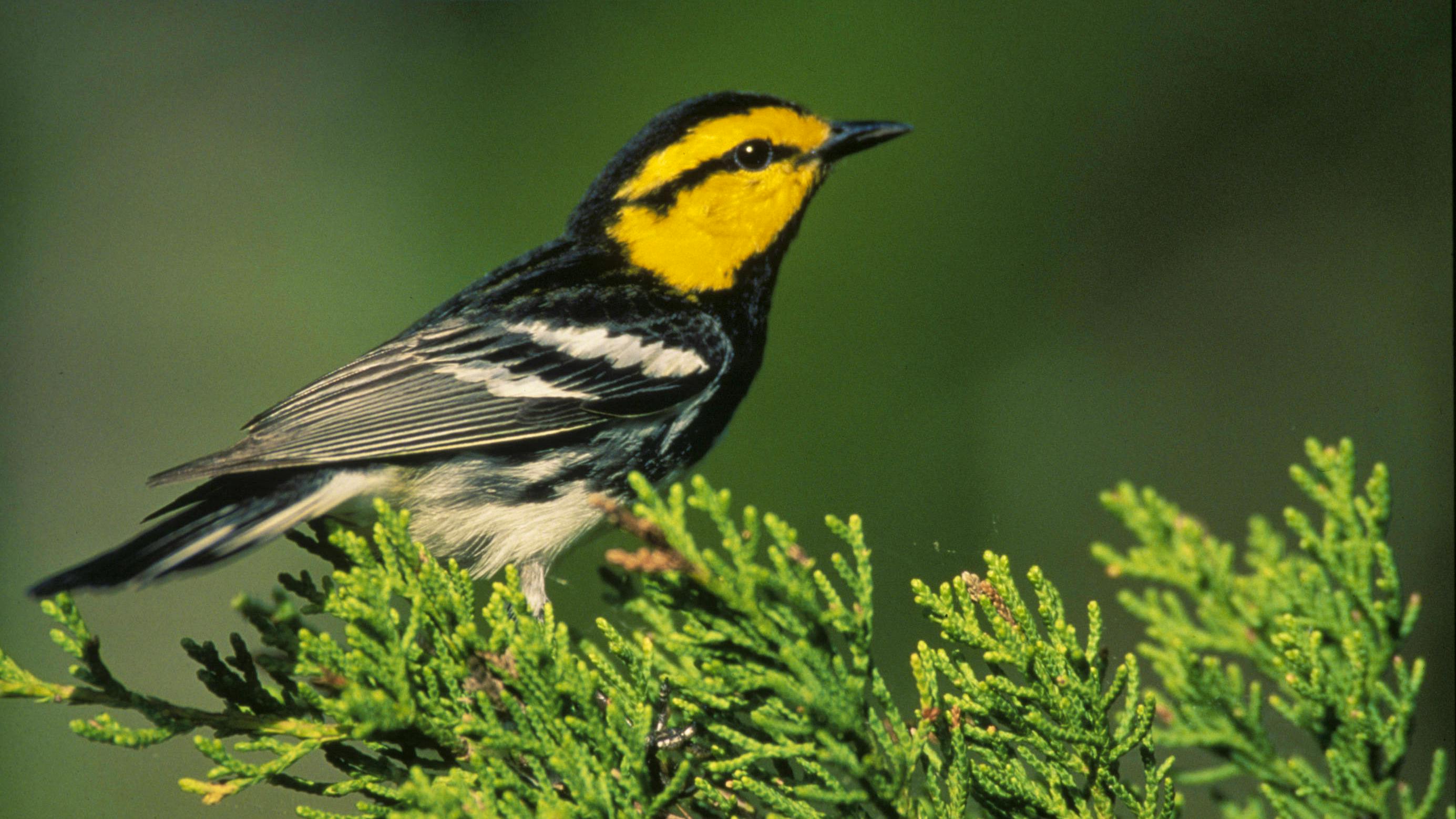 Golden Cheeked Warbler Perched on an Evergreen Branch - Texas