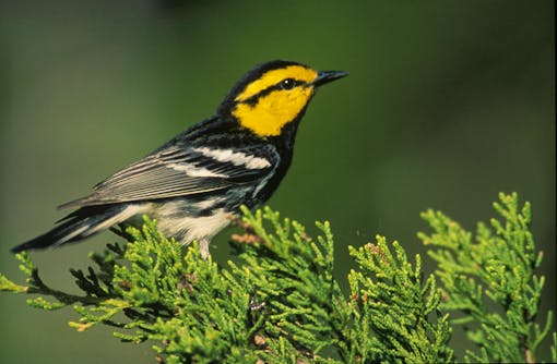 Golden Cheeked Warbler Perched on an Evergreen Branch - Texas