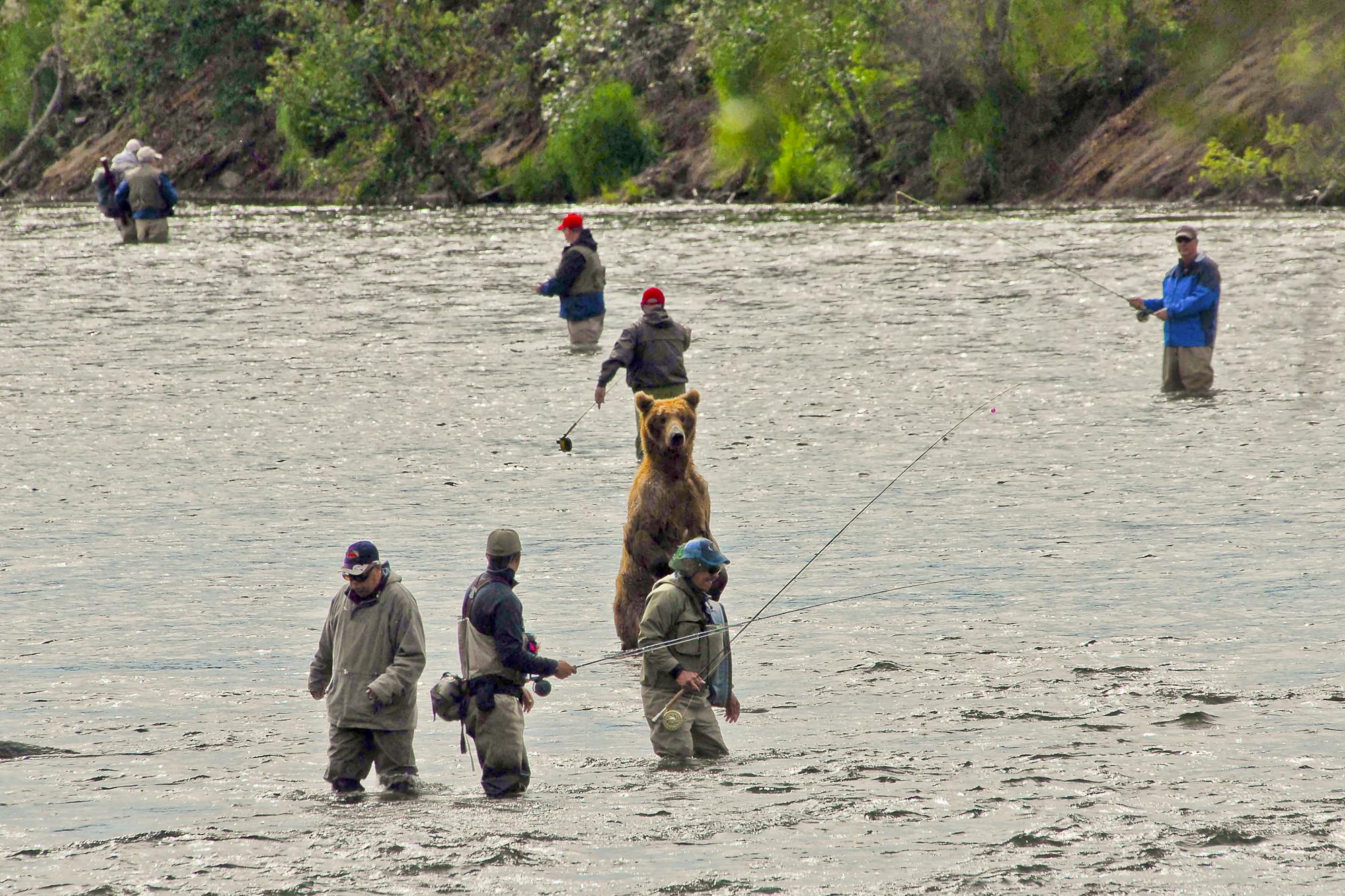 Brown Bear Joining in the Salmon Fishing - Alaska 