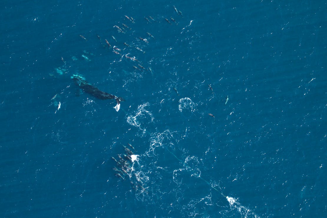 Entangle North Atlantic Right Whale