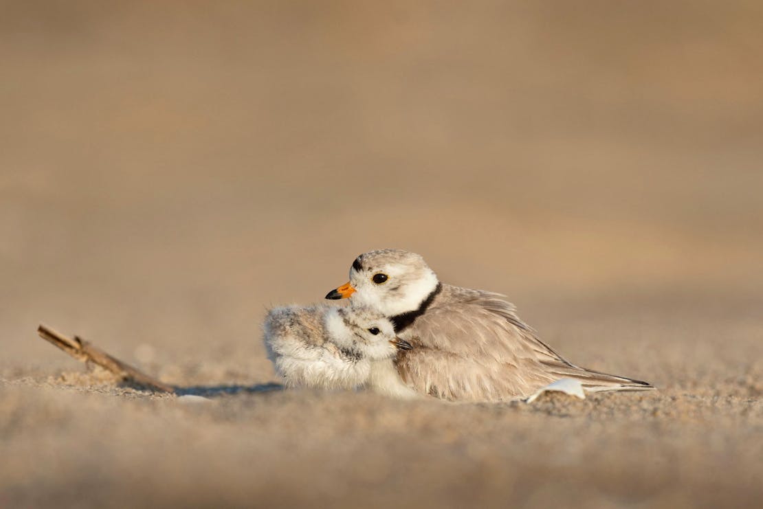 Piping Plovers Snuggling