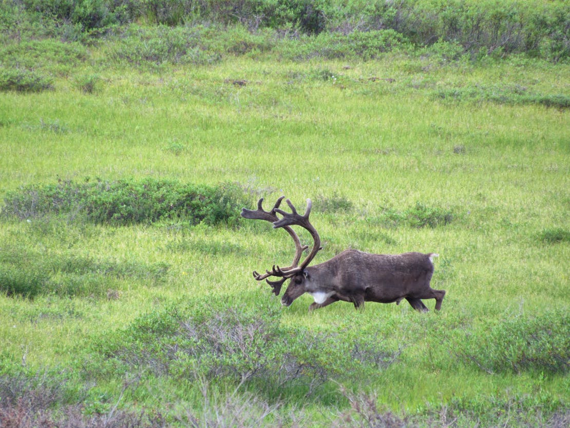 Grazing Caribou