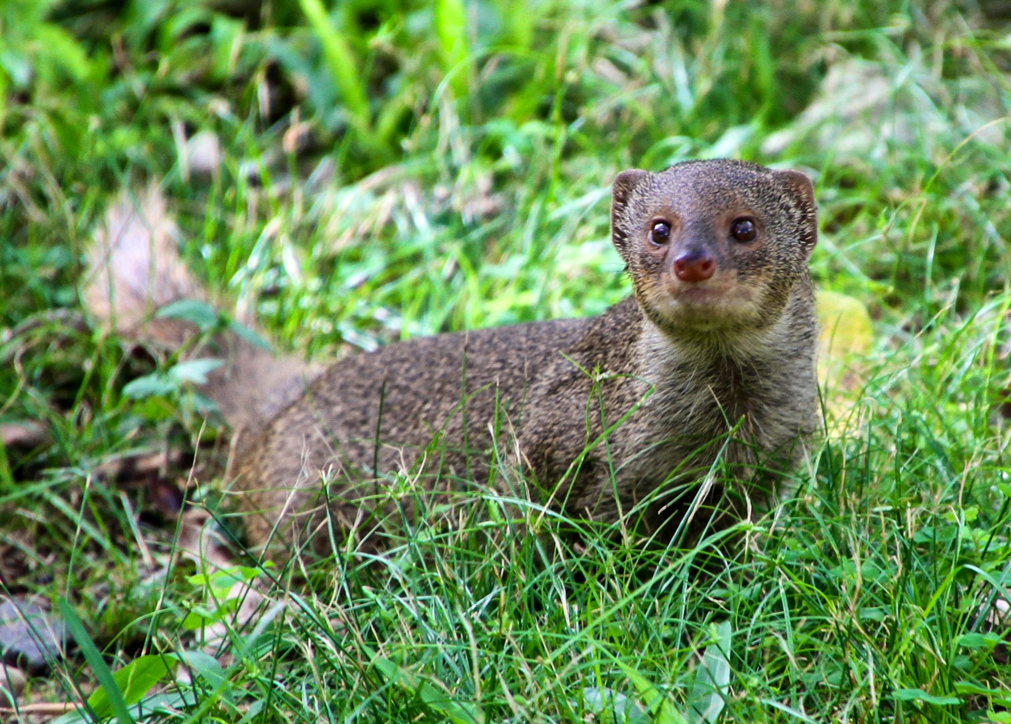 Mongoose in Hawaii 