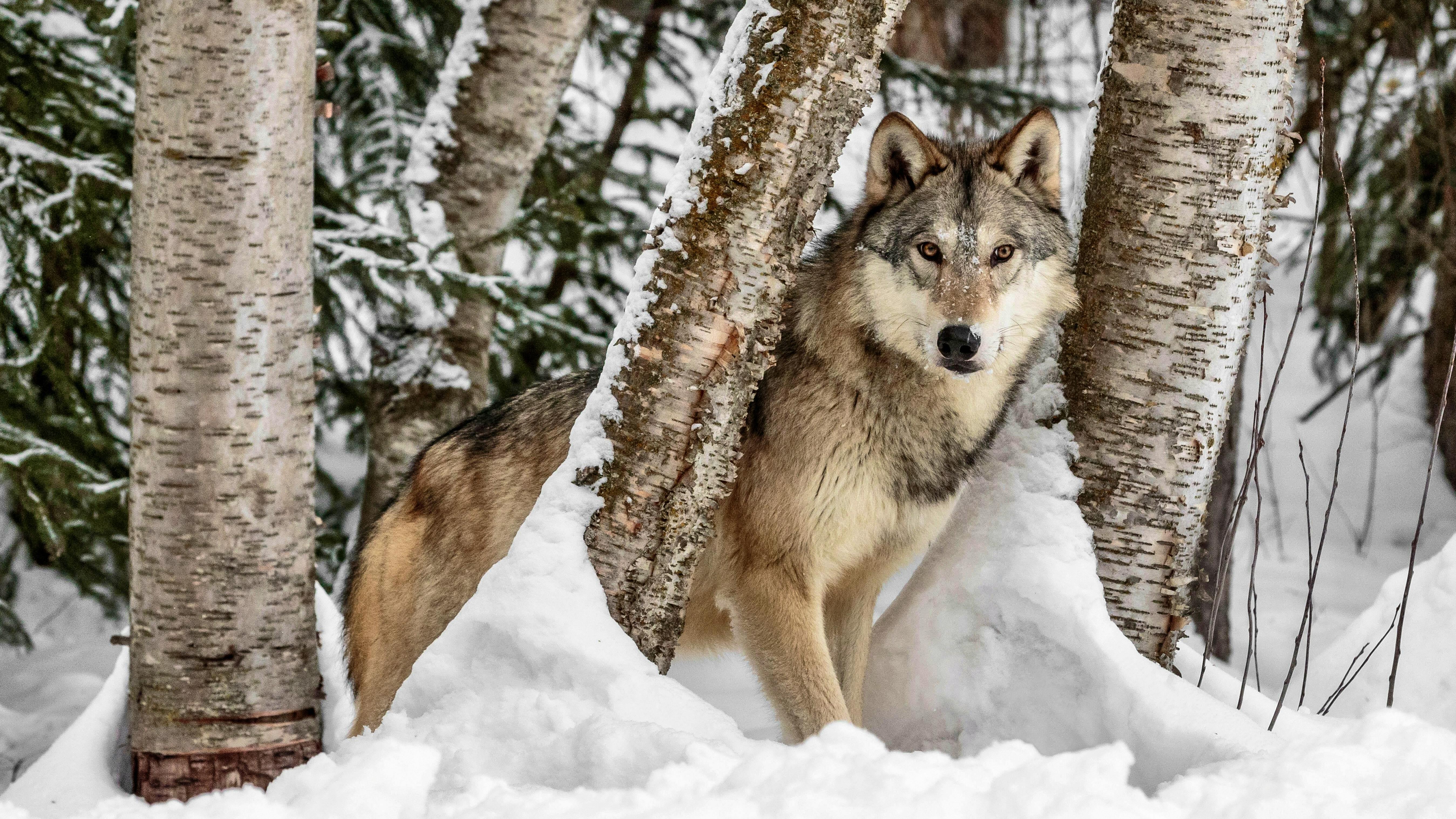 Gray Wolf in a Snowy Forest - Montana 