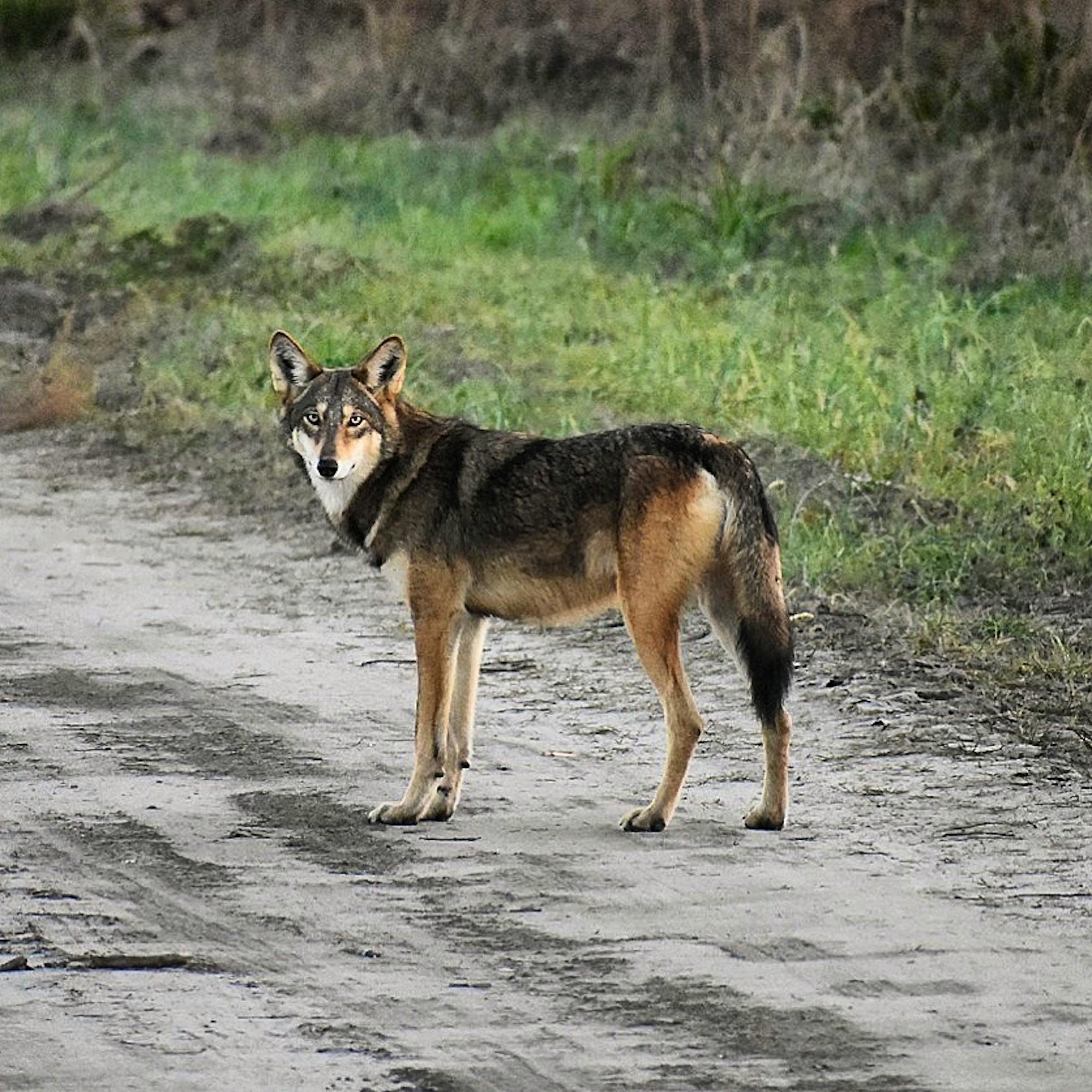 Red Wolf - Alligator River National Wildlife Refuge - South Carolina