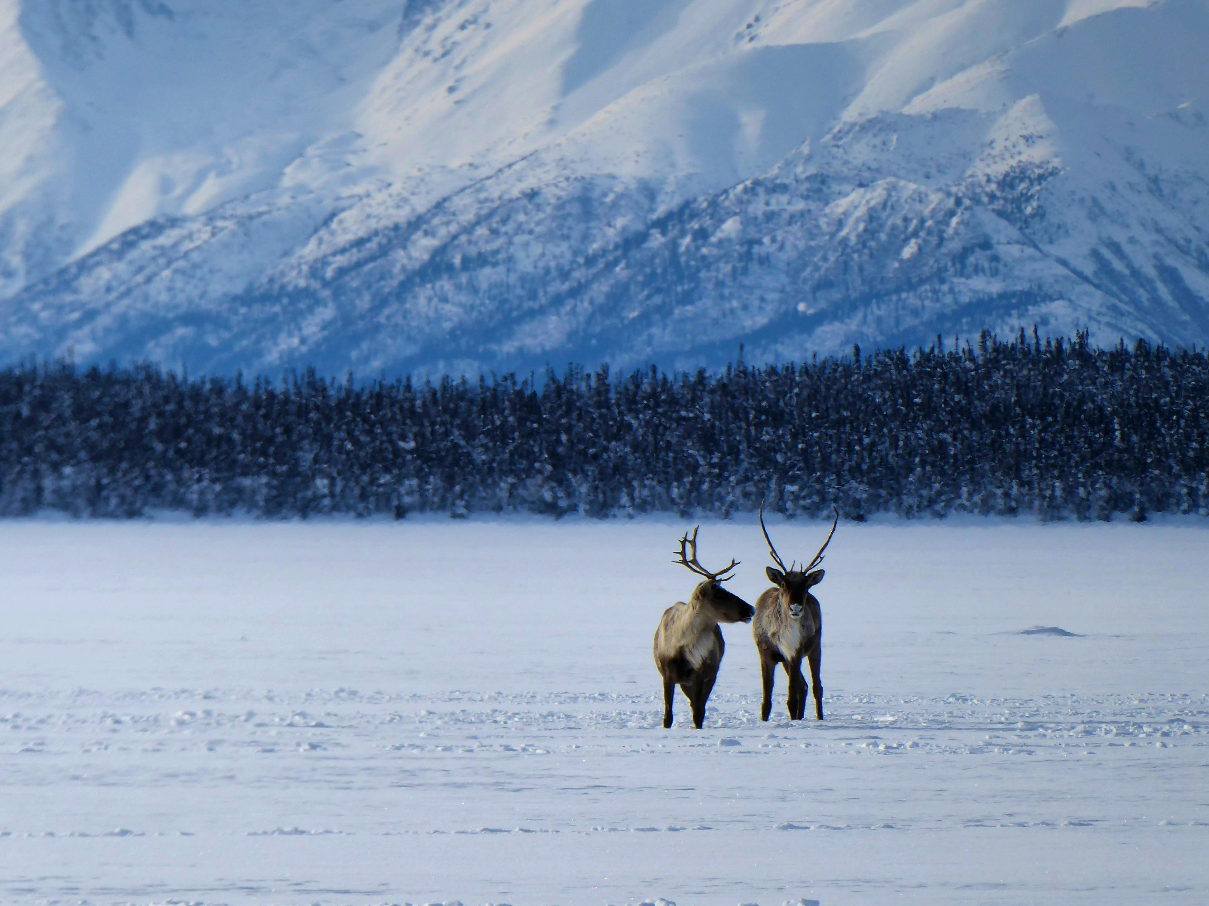 Caribou - Tetlin National Wildlife Refuge - Jatahmund Lake