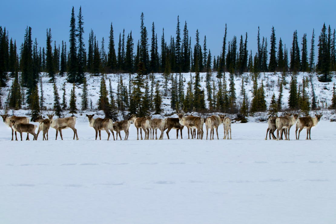 Porcupine Caribou Migration - Arctic Refuge - Canada