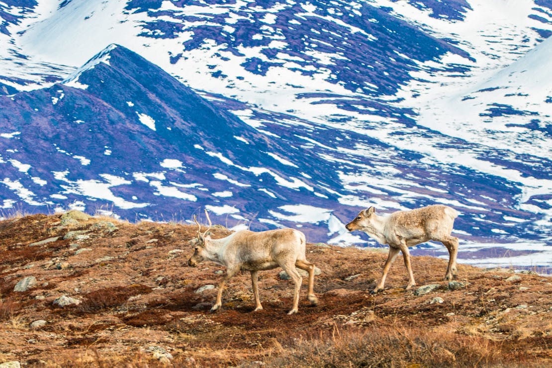 Wandering Caribou - Arctic Refuge Expedition - Alaska