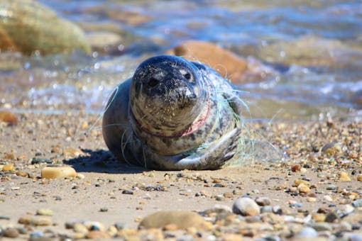 Harbor Seal Tangled with Fishing Line - Montauk - New York