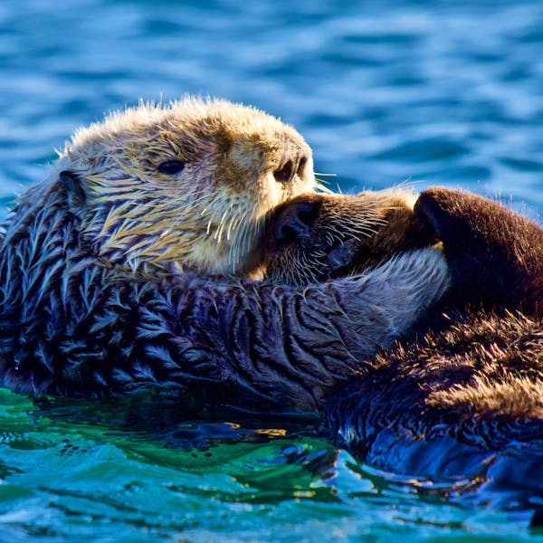 Sea Otter Mother with Pup - Monterey Bay - California