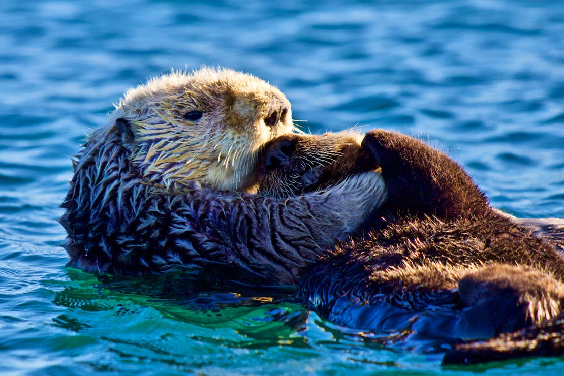 Sea Otter Mother with Pup - Monterey Bay - California