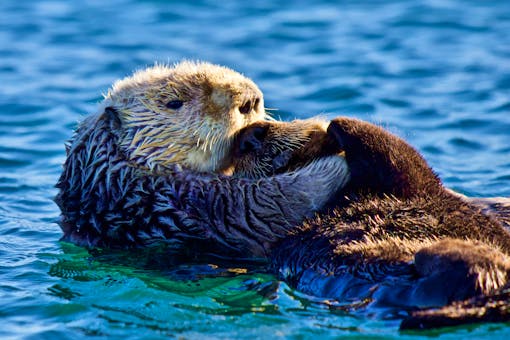 Sea Otter Mother with Pup - Monterey Bay - California