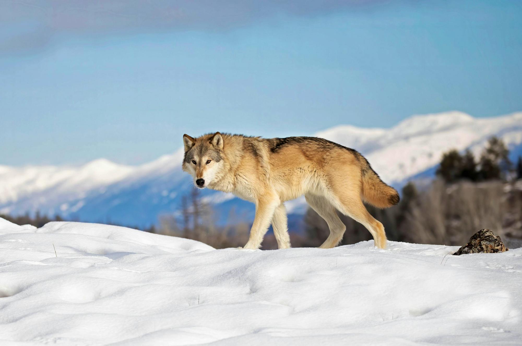 Gray Wolf Walking in Snow - Montana 